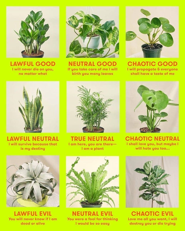 A plantita’s guide for parenting popular plants • PhilSTAR Life